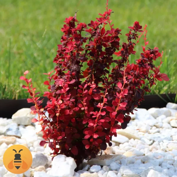 Crveni-Berberis-Logo Crveni Berberis, biljka koja voli sunce.