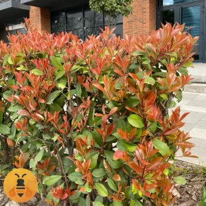 Fotinia-Red-Robin-Logo Prodaja sadnice Fotinije Red Robin.