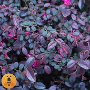 Loropetalum-Logo Kineska Resa, Loropetalum. Black Pearl. Rasadnik Maja.