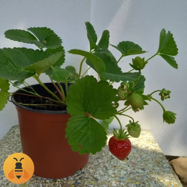 Lucija-Logo Prodaja sadnica jagode Lucija, u saksiji.