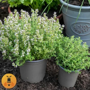 Majčina-Dušica-Logo Sadnice Majčine Dušice. Rasadnik Maja.