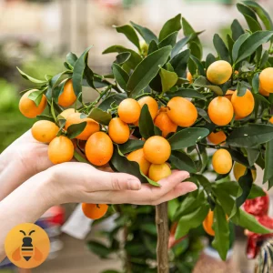 KumkvatSaPlodom-Logo Sadnice Kumkvata sa Plodom. Rasadnik Maja