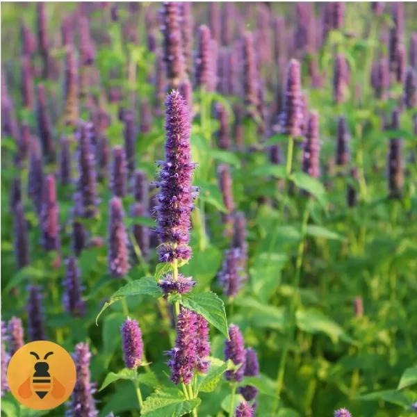 Miloduh-Logo Sadnice Začinskog Miloduha.