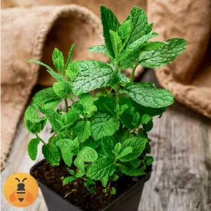 Nana-Mojito-Logo Prodaja Sadnica Nane Mojito. Rasadnik Maja.