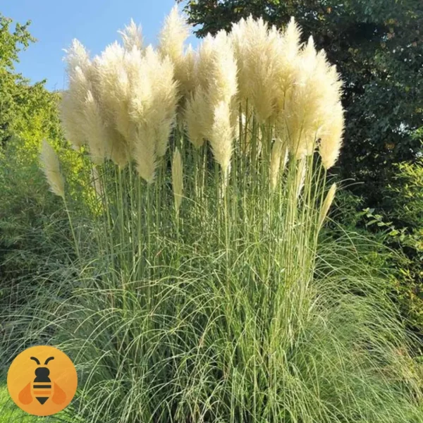 Pampas-Trava-Logo2 Prodaja sadnica Pampas Trave. Rasadnik Maja.