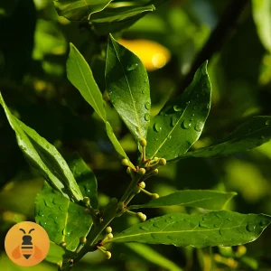 ZačinskiLovorLogo1 Sadnice Začinskog Lovora, Rasadnik Maja.