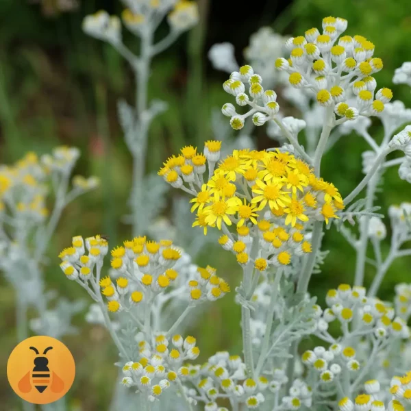 Začinsko-Smilje-Logo2 Sadnice Začinskog Smilja. Rasadnik Maja.