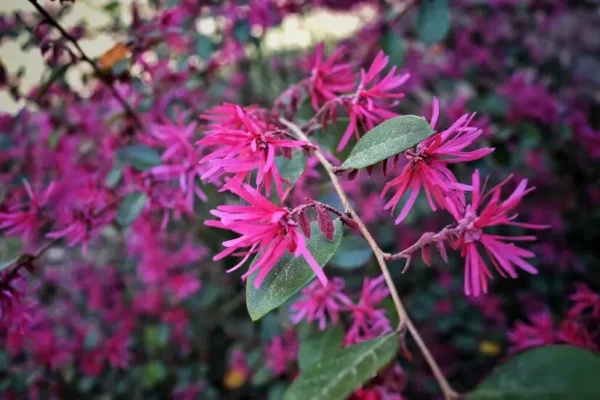 close-up-pink-flowers_1048944-9344160