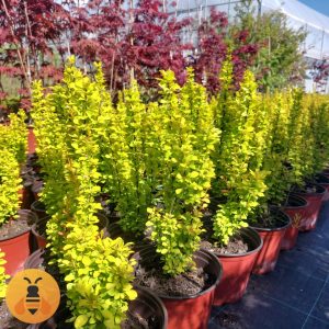 Berberis-Maria-Logo Sadnice Berberisa Maria.