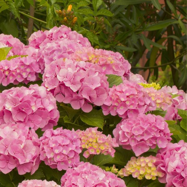 pink-hydrangea-1