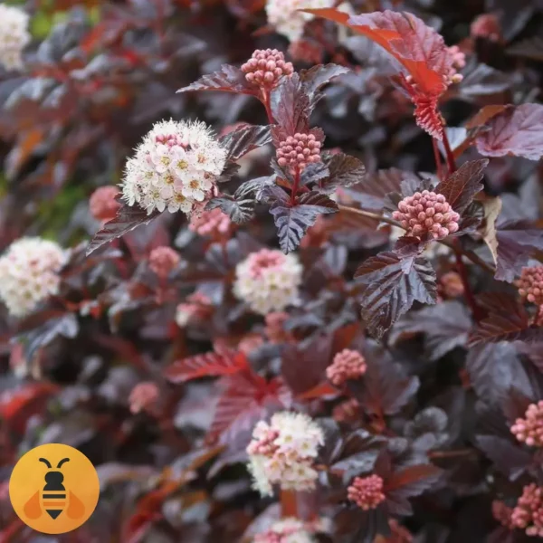 Fizokarpus-Logo Prodaja sadnica fizokarpusa. Rasadnik Maja.