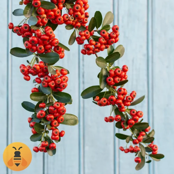 Pirokanta-Crvena-Logo3 Sadnice Pirokante Crvene. Rasadnik Maja.