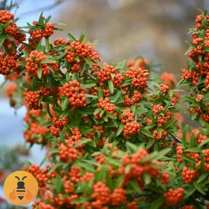 Pirokanta-Narandzasta2-Logo Sadnice Pirokante Narandžaste.