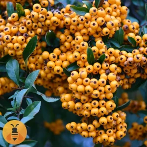 Pirokanta-Žuta-Logo Sadnice Pirokante Žute. Rasadnik Maja.