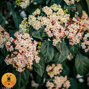 Vibrunum-Tinus-Logo Zimzeleni Viburnum. Rasadnik Maja.