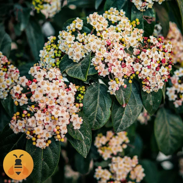 Zimzeleni Viburnum. Rasadnik Maja.