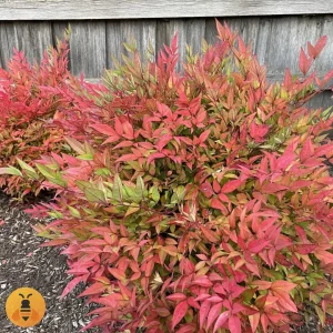 Nandina Domestica Prodaja sadnica Nandine. Rasadnik Maja.