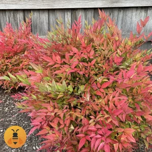 NandinaDomesticaLogo Sadnice Nandine Domestica.