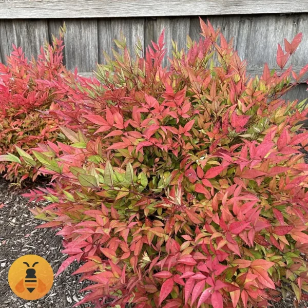 Sadnice Nandine Domestica.