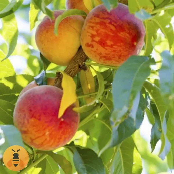 Breskva Spring-Gold Kvalitetne sadnice breskve.