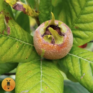 DomaćaMušmula Najkvalitetnije sadnice domaće mušmule.