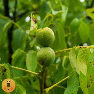 Domaći Orah Sadnice domaćeg oraha.