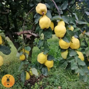 Dunja-Hemus Kvalitetne sadnice Dunje Hemus.