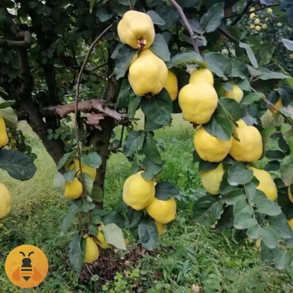 Dunja-Hemus Kvalitetne sadnice Dunje Hemus.