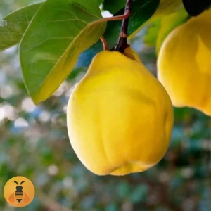 Dunja-Vranjska Sadnice Dunje Vranjska.