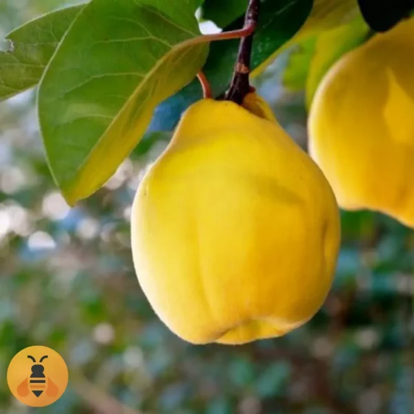 Dunja-Vranjska Sadnice Dunje Vranjska.