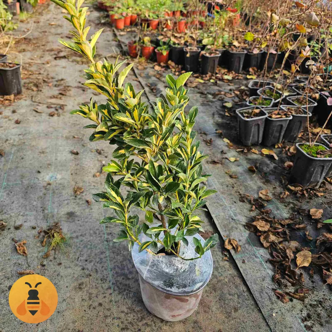 Fiksiranje zemlje u saksiji