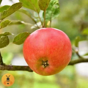 Jabuka-Ajdared2 Sadnice Jabuke Ajdared.