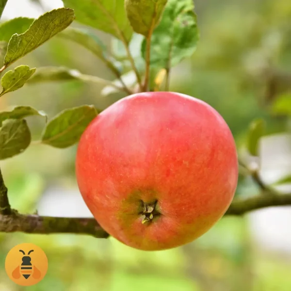 Jabuka-Ajdared2 Sadnice Jabuke Ajdared.