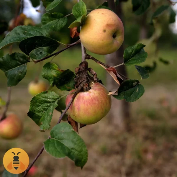 Sadnice Jabuke Budimke.