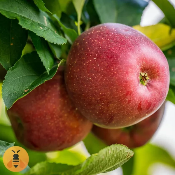 Sadnice jabuke Crveni Delišes.