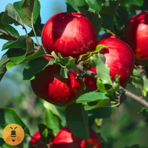 Jabuka-Miči-Gala Kvalitetne Sadnice iz Rasadnika Maja.