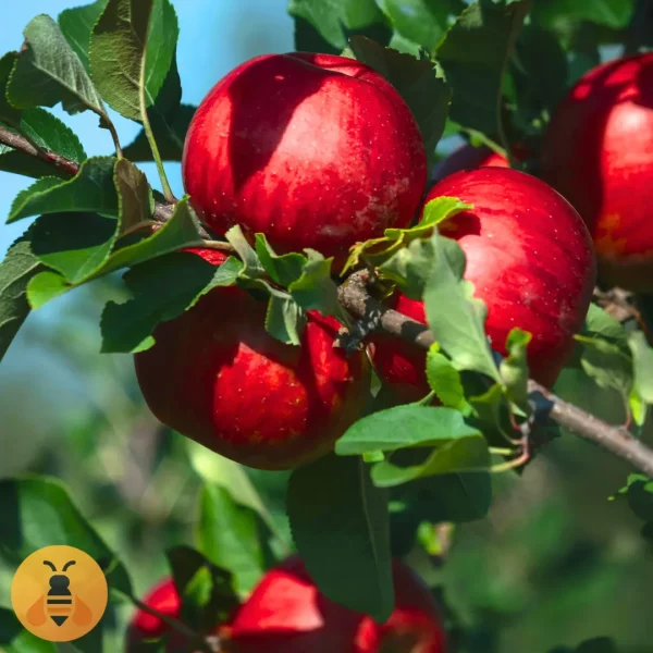 Kvalitetne Sadnice iz Rasadnika Maja.