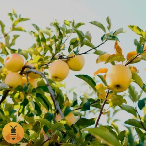 Jabuka-Zlatni-Delišes2 Kvalitetne sadnice Jabuke. Rasadnik Maja.