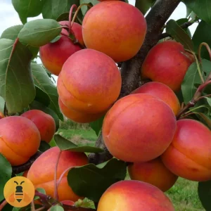 Kajsija - Kečkemetska Ruža Sadnice Kečkemetske Ruže.