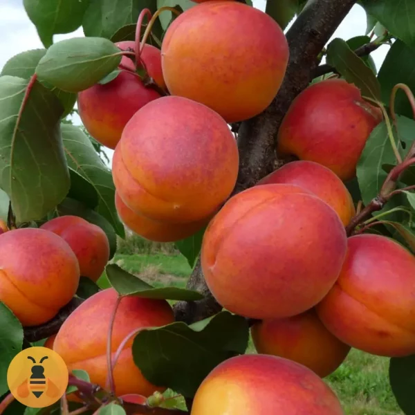 Kajsija - Kečkemetska Ruža Sadnice Kečkemetske Ruže.