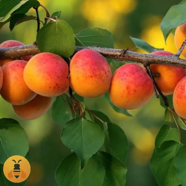 Kajsija- Roksana2 Najkvalitetnije sadnice u našem rasadniku Maja.