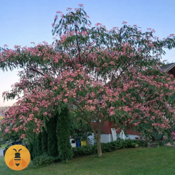 Sadnice Kineske Mimoze Albicije. Rasadnik Maja.