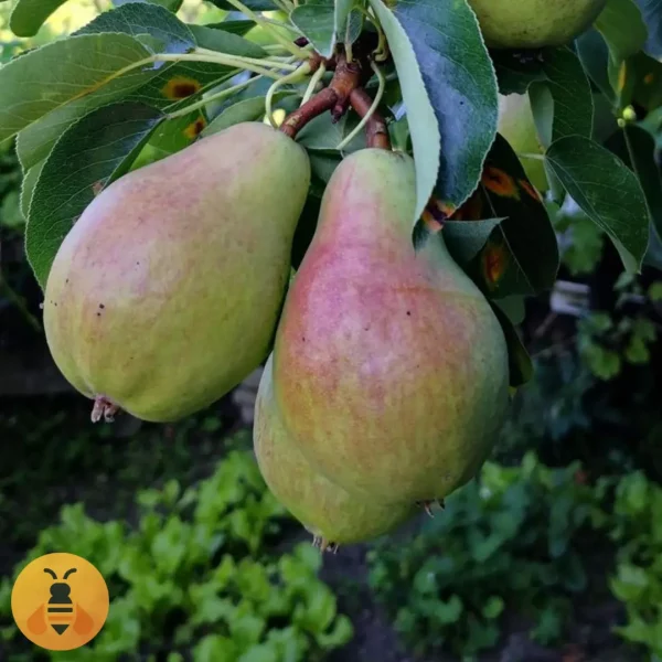 Kruška-Kaluđerka Sadnice Kruske Kaluđerke. Rasadnik Maja.