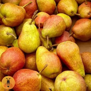 Kruška-Karamanka Kvalitetne sadnice Kruške Karamanke.