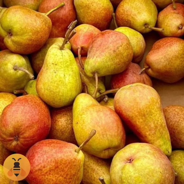 Kruška-Karamanka Kvalitetne sadnice Kruške Karamanke.