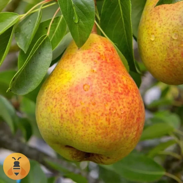 Kruška-Santa-Marija Kvalitetne sadnice Kruške Santa Marija. Rasadnik Maja.