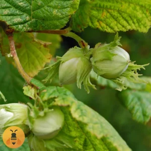 Lešnik-Enis Kvalitetne sadnice Lešnika.