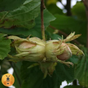 Lešnik- Halski Džin Sadnice Lešnika Halski Džin.