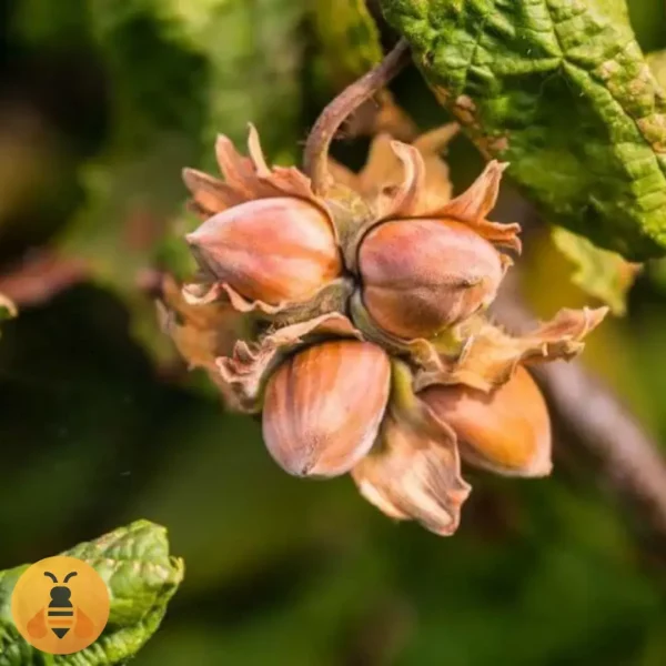 Lešnik- Istarski Dugi 2 Sadnice Lešnika.