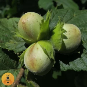 Lešnik- Istarski Okrugli Sadnice Lešnika Istarski okrugli.